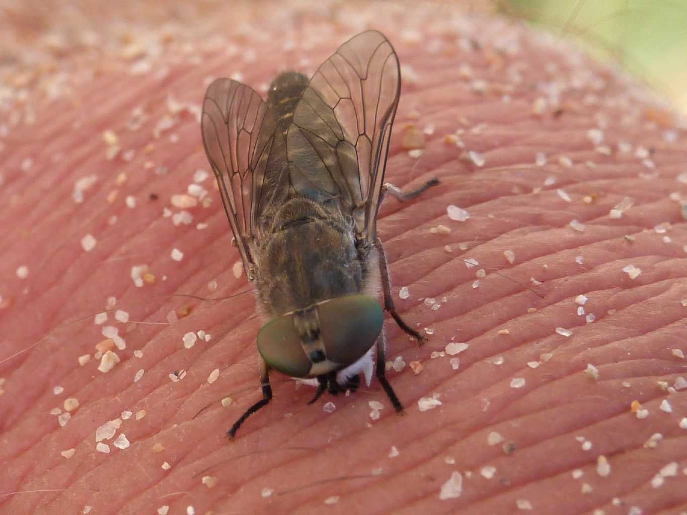 Tafano dai grandi occhi: Tabanus maculicornis